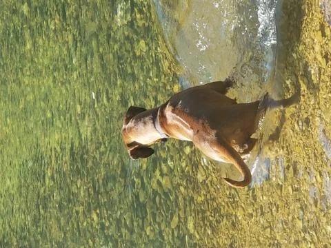 Rhodesian Ridgeback playing in river Foto stock