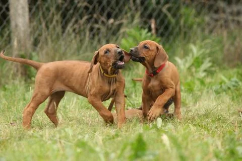 Rhodesian ridgeback puppies playing Stock Photos