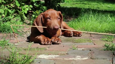 Rhodesian Ridgeback puppy fighting with stick Stock Footage 135175950