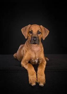 Rhodesian Ridgeback puppy looking at the camera lying down at a black backgro Stock Photos