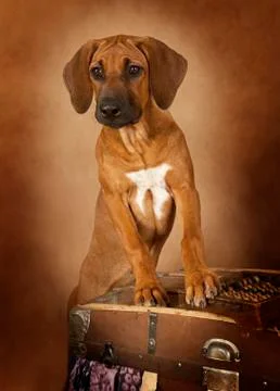 Rhodesian Ridgeback puppy Photos