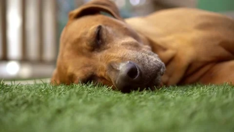 Rhodesian Ridgeback Relaxing On A Grass Stock Footage 159557095