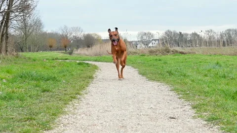 Rhodesian ridgeback running along the path in the park Stock Footage 234898331