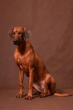 Rhodesian ridgeback sitting on a brown background in the studio Stock Photos