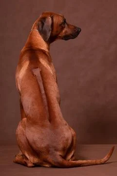 Rhodesian Ridgeback sitting with his back on a brown background Stock Photos