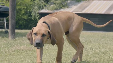 Rhodesian Ridgeback six month old puppy looking and walking at camera Stock Footage 244087497