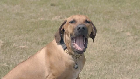 Rhodesian Ridgeback six month old yawning and looking at camera Stock Footage 244087763