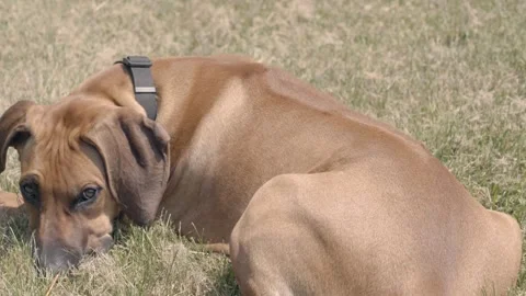 Rhodesian Ridgeback six month old puppy laying down looking at camera Stock Footage 244087764