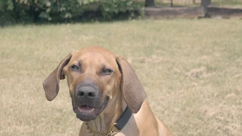 Rhodesian Ridgeback six month old puppy with back showing closeup on eyes Stock Footage 244087765