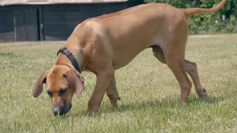 Rhodesian Ridgeback six month old puppy walking and sniffing smelling ground Stock Footage 244087771
