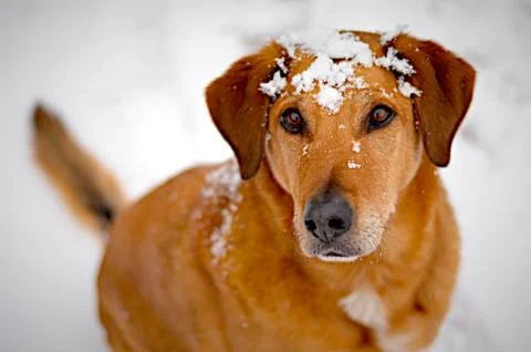 A Rhodesian Ridgeback in a snowfall  写真素材
