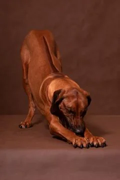 Rhodesian ridgeback stretching on a brown background in the studio Stock Photos