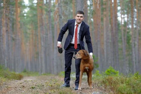 Rhodesian Ridgeback on a walk with a man. Stock Photos