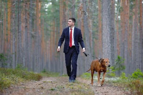 Rhodesian Ridgeback on a walk with a man. Stock Photos