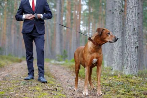 Rhodesian Ridgeback on a walk with a man. Stock Photos
