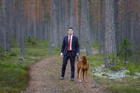 Rhodesian Ridgeback on a walk with a man. Stock Photos