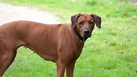 Rhodesian ridgeback walking in the park Stock Footage 234898339
