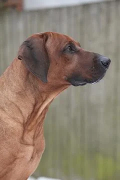 Rhodesian ridgeback in winter Stock Photos