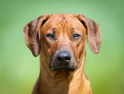 Rhodesian rigdeback dog Stock Photos
