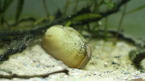 Rhodeus amarus, European bitterling, wide-spread wild small freshwater fish Stock Footage