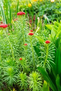 Rhodiola linearifolia close up Stock Photos
