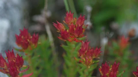 Rhodiola quadrifida close-up Stock Footage 269720951