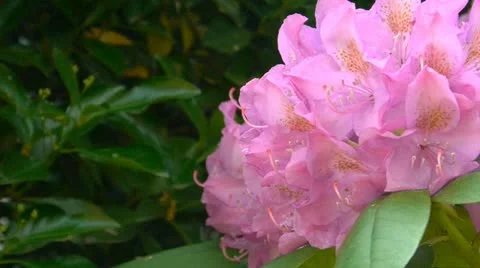 Rhododendon flowers 스톡 동영상 12337785