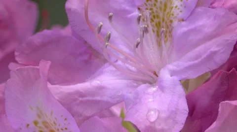Rhododendon flowers 動画素材 12341615