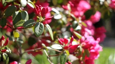 Rhododendron 1 Video stock 705018