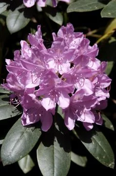 Rhododendron - 10 Foto stock