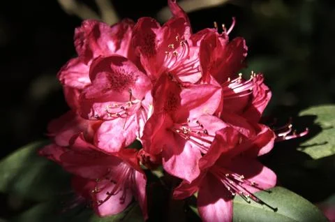 Rhododendron - 12 Stock Photos