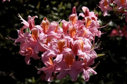 Rhododendron - 16 写真素材