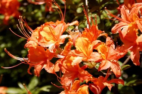 Rhododendron - 18 Stock Photos
