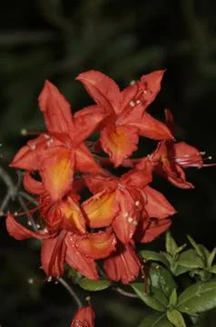 Rhododendron - 2 Stock Photos
