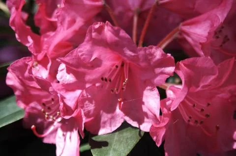 Rhododendron - 21 Foto stock
