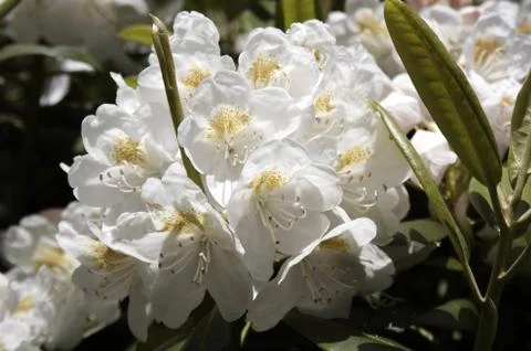 Rhododendron - 22 Stock Photos
