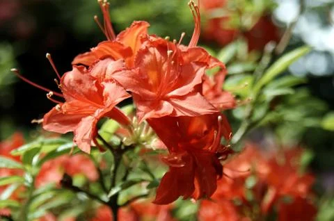 Rhododendron - 3 写真素材