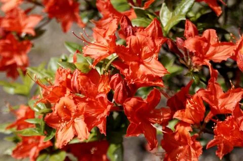 Rhododendron - 4 Foto stock