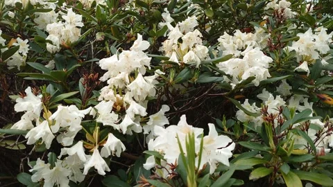 Rhododendron 4K Stock Footage 194995932