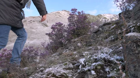 Rhododendron 5 Stock Footage 107545060