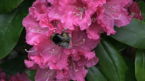 Rhododendron and Buff Tailed Bumblebee 2 Stock Footage 36929721