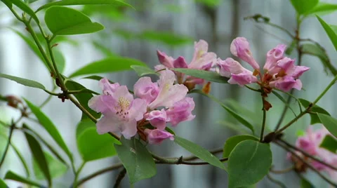 Rhododendron and Waterfall Stock-Footage 5505593