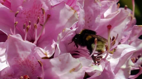 Rhododendron with a bee Stock Footage 68668256
