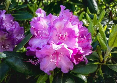 Rhododendron Bloom Close Up 库存照片