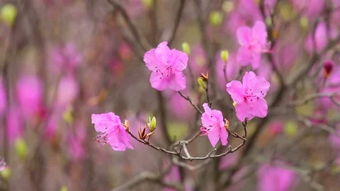 Rhododendron bloom in the forest Stock Footage 69792970
