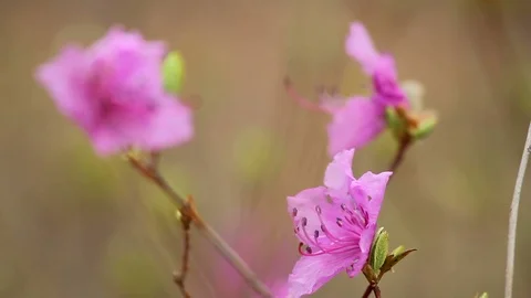 Rhododendron bloom in the forest Stock Footage 69794838