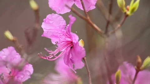 Rhododendron bloom in the forest Video stock 69794868