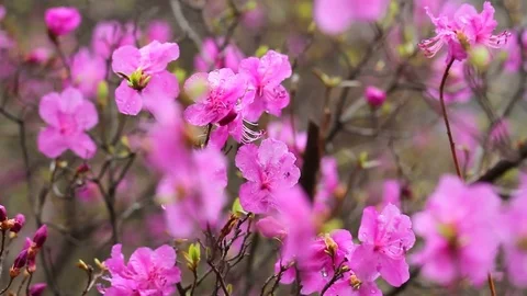 Rhododendron bloom in the forest Video stock 69794920