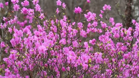 Rhododendron bloom in the forest Stock Footage 69794983