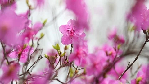 Rhododendron bloom in the forest Stock Footage 69795568